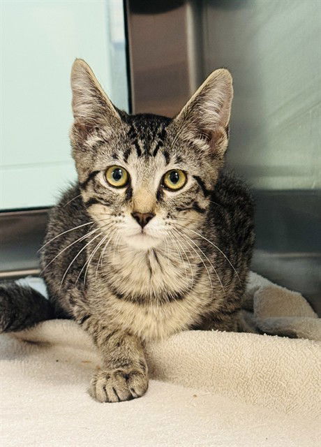 adoptable Cat in LS, MO named ROOSTER