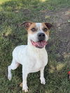 adoptable Dog in  named DEXTER