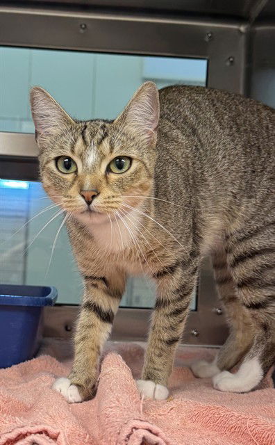 adoptable Cat in LS, MO named STARFIRE