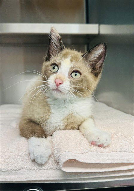 adoptable Cat in LS, MO named POP