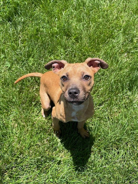 adoptable Dog in LS, MO named FRANCESCA