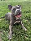 adoptable Dog in  named SALSA