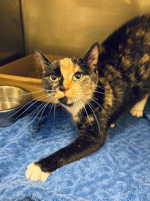 adoptable Cat in LS, MO named CLEO