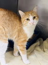 adoptable Cat in ls, MO named CHEDDAR