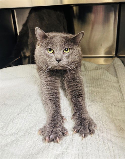 adoptable Cat in LS, MO named BOE