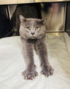 adoptable Cat in  named BOE