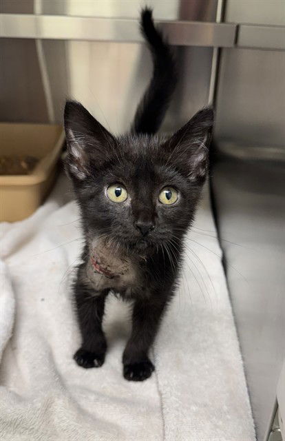 adoptable Cat in LS, MO named MORTY