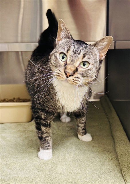 adoptable Cat in LS, MO named EMMA