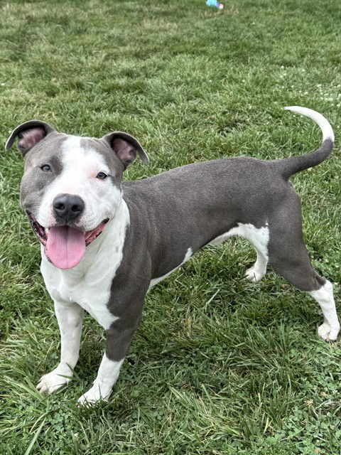 adoptable Dog in LS, MO named GIDEON