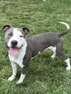 adoptable Dog in  named GIDEON