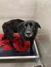 adoptable Dog in  named LENNY