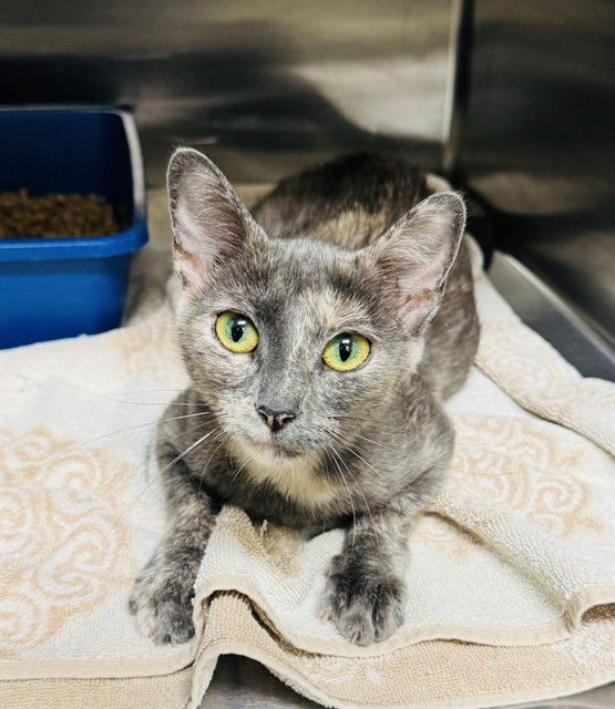 adoptable Cat in LS, MO named HEATHER