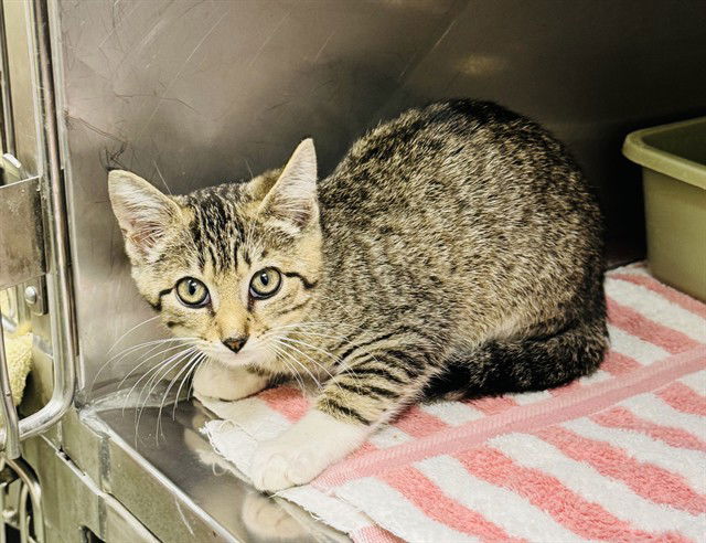 adoptable Cat in LS, MO named SAIGE
