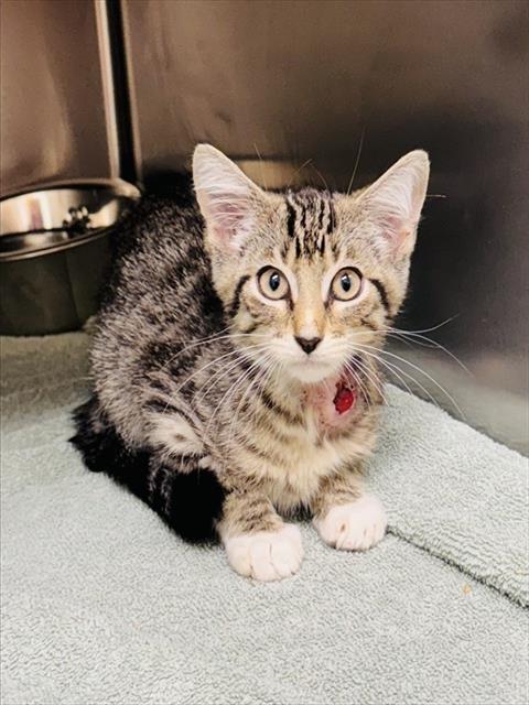 adoptable Cat in LS, MO named INDIGO