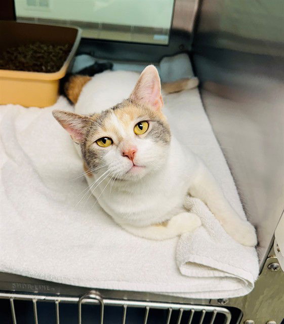 adoptable Cat in LS, MO named WADDLES