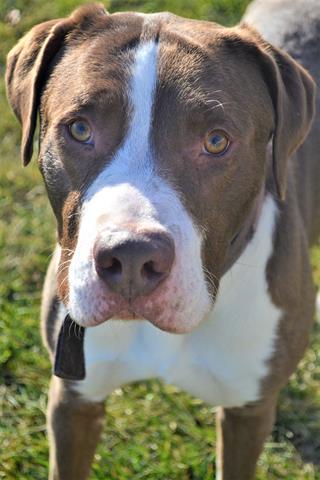 picture of the dog needing adoption