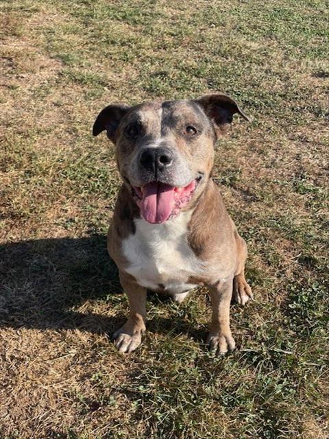 MULE, an adoptable American Bulldog in Lee's Summit, MO