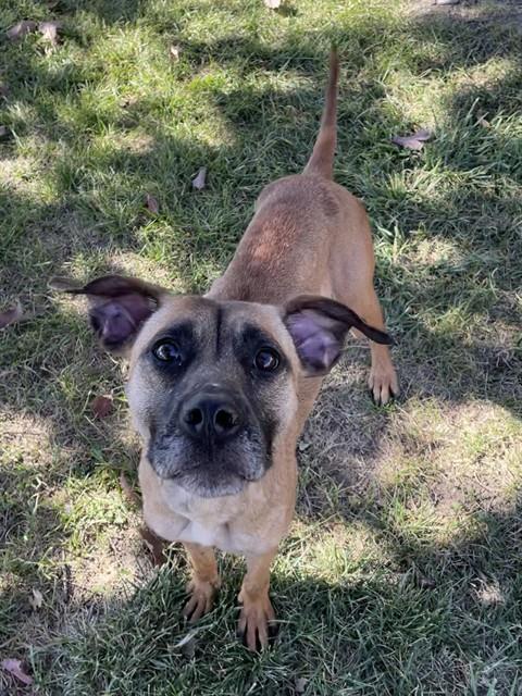picture of the dog needing adoption