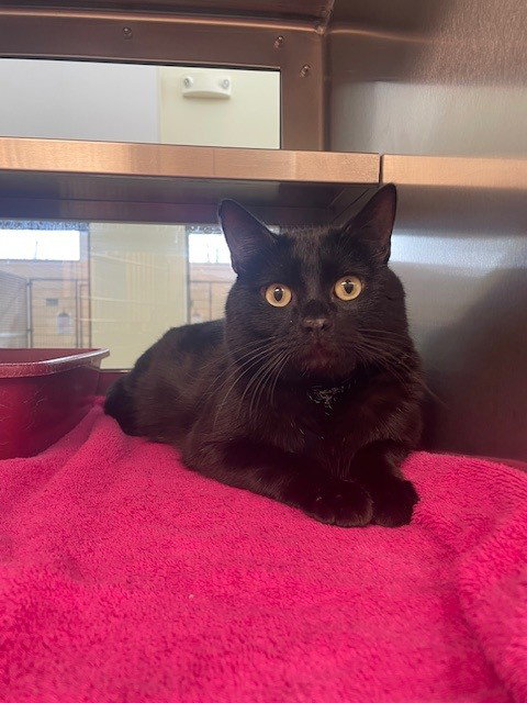 ELVIS, an adoptable Domestic Short Hair in Lee's Summit, MO