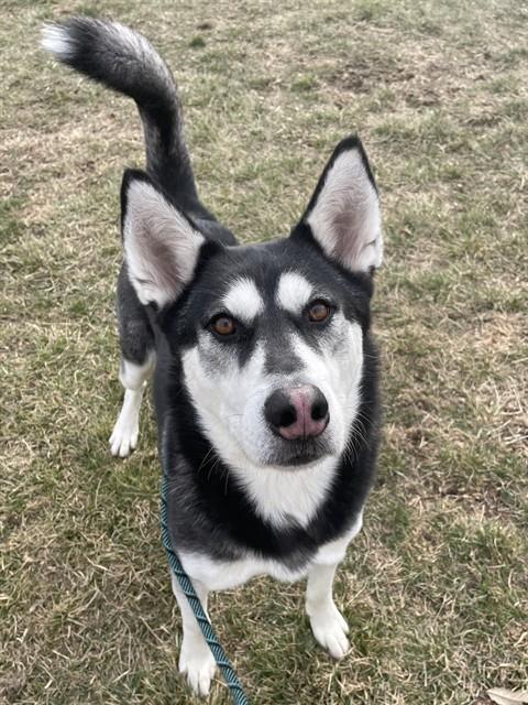 BALTO, an adoptable Siberian Husky in Lee's Summit, MO