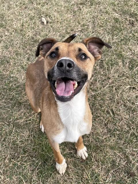picture of the dog needing adoption