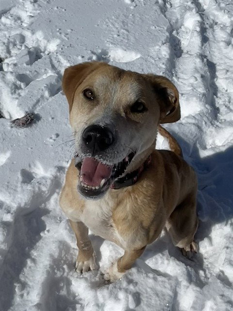 SIMBA, an adoptable Labrador Retriever in Lee's Summit, MO