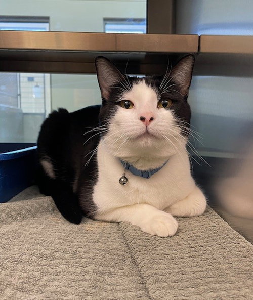 picture of the cat needing adoption