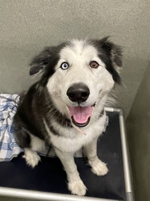picture of the dog needing adoption