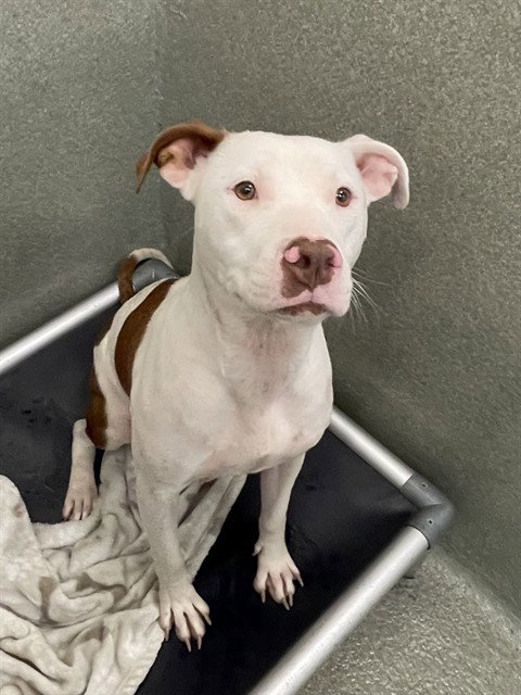 NALA, an adoptable Pit Bull Terrier in Lee's Summit, MO