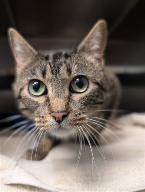PIKA, an adoptable Domestic Short Hair in Lee's Summit, MO