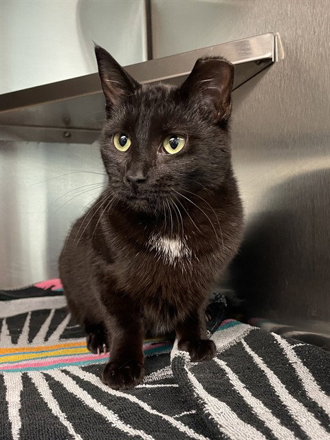 PURDY, an adoptable Domestic Short Hair in Lee's Summit, MO