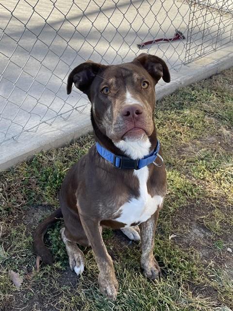 RANTZ, an adoptable Labrador Retriever in Lee's Summit, MO