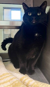 NEZUKO, an adoptable Domestic Short Hair in Lee's Summit, MO