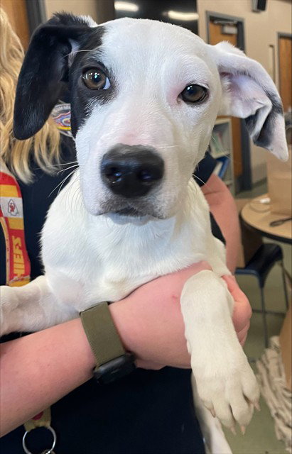 NUTMEG, an adoptable Labrador Retriever in Lee's Summit, MO