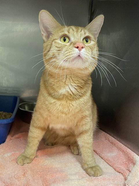 SIMBA