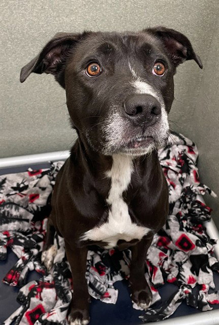 ZOEY, an adoptable Pit Bull Terrier in Lee's Summit, MO