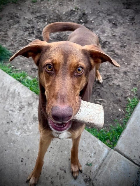 LARITA, an adoptable Doberman Pinscher in Lee's Summit, MO