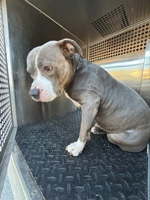 DOMINO, an adoptable American Staffordshire Terrier in Lee's Summit, MO