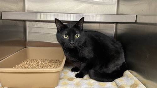 LILITH, an adoptable Domestic Short Hair in Lee's Summit, MO