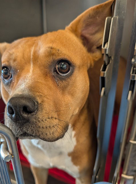 AMORA, an adoptable Pit Bull Terrier in Lee's Summit, MO