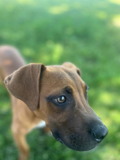 OLIVER, an adoptable Redbone Coonhound in Lee's Summit, MO