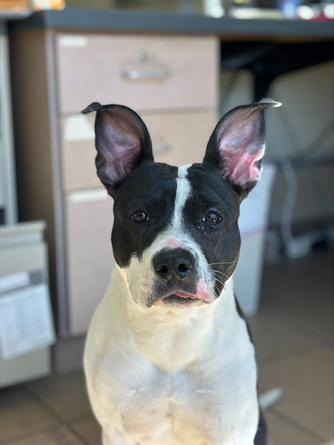 MS. DOBBY, an adoptable Boston Terrier in Lee's Summit, MO
