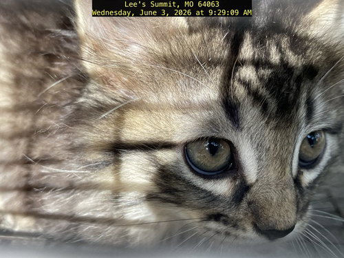 SPORTY SPICE, an adoptable Domestic Short Hair in Lee's Summit, MO
