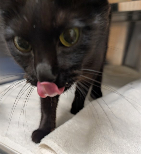 COCOA