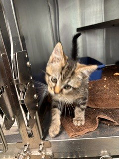 RUNE, an adoptable Domestic Short Hair in Lee's Summit, MO