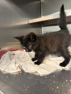 JADE, an adoptable Domestic Short Hair in Lee's Summit, MO