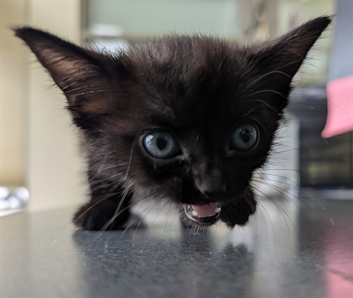 SKIPPY, an adoptable Domestic Long Hair in Lee's Summit, MO