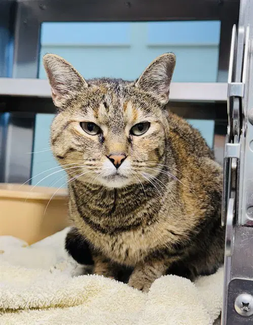 Nala - Domestic Short Hair