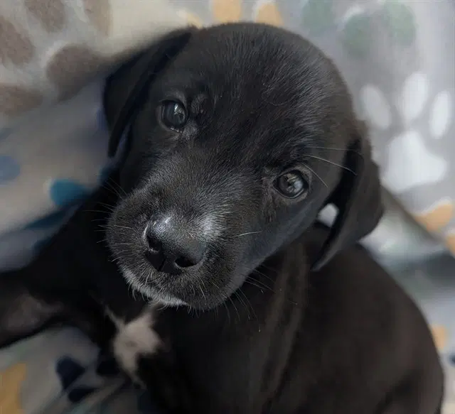 Bronx - Labrador Retriever