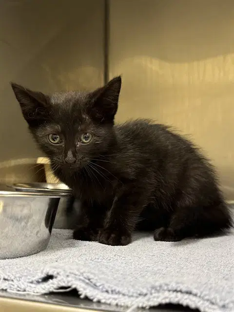 Elvira - Domestic Short Hair